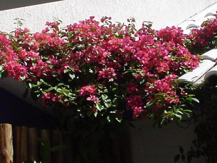 Morada Das Flores Порту Алегри Екстериор снимка